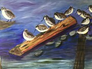 Shore birds in Esquimalt Lagoon