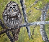 Barred Owl