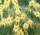 daffodils during lockdown