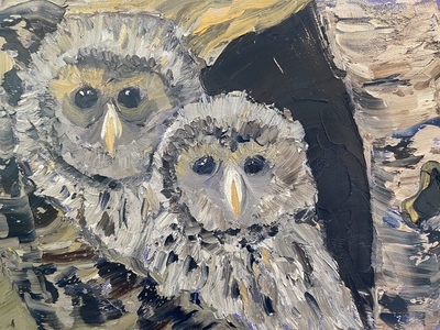 Barred Owls