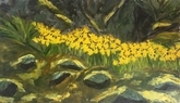 A Host of Golden Daffodils