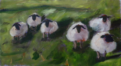 Anglesey Sheep