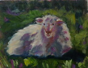 Anglesey Sheep