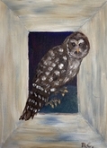 Barred Owl