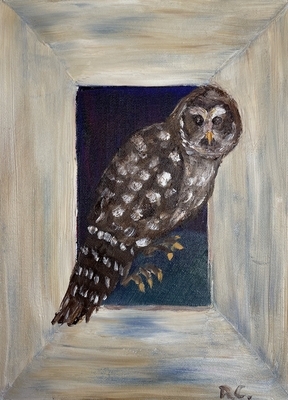 Barred Owl