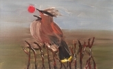 Cedar Wax Wing Catching a Berry