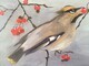 Cedar Waxwing with Mountain Ash Berry