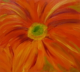 Orange Daisy