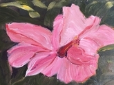 Hibiscus