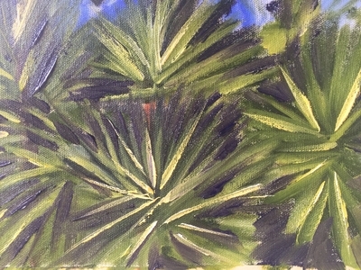 Fan Palms