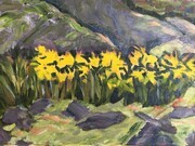 Daffodils and mossy rocks