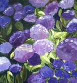 Hydrangea