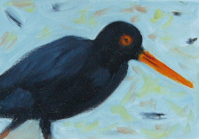 Mr.Oyster Catcher