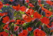 Norma's Poppies