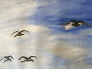 Orkney Island Seagulls