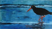Oyster Catcher Again