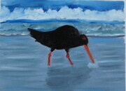 Oyster Catcher Fishing