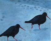 Oyster Catchers