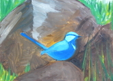 Splendid Wren on Rocks